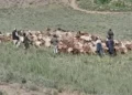 بامیانو کې د کوچیانو له خوا د دوو تنو سخت وهل او د طالبانو سترګې پټول