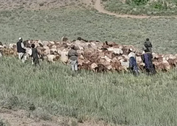بامیانو کې د کوچیانو له خوا د دوو تنو سخت وهل او د طالبانو سترګې پټول